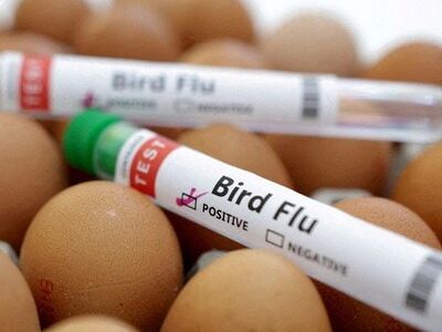 Culling, surveillance but no vaccine strategy to fight 'bird flu'