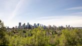 Why poplars are so popular in Calgary — in number, that is