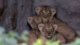 Fota Wildlife Park celebrates birth of three Asiatic lion cubs