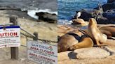 Aprueban cierre de playas en San Diego para proteger a la fauna silvestre de las personas