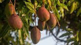 Madrid’s mango-scented tarmac reignites residents’ anger over chopped trees