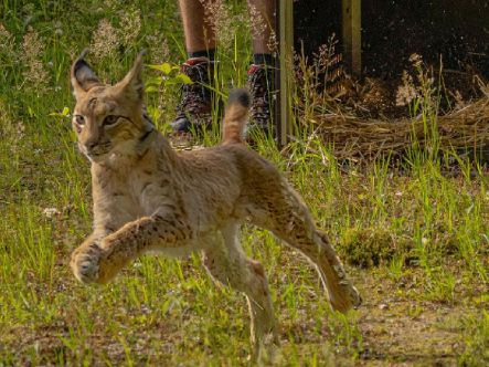 Determined Young Lynx Wins Freedom From German Zoo