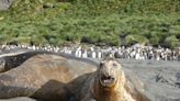 Deep diving with elephant seals offers unique insights into human health