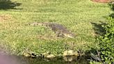 Relocated nuisance crocodile swims nearly 100 miles to return to Brevard County