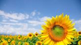 When is the sunflower at peak bloom in Kansas?