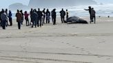 Gray whale washes ashore in Oregon after orca attack