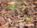 How to start forest farming: Grow delicious food in the woods