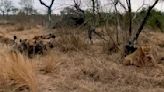 Watch: Opportunistic hyenas overpower lion with savvy tactics