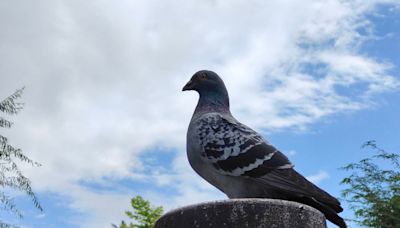 各地暖熱如夏 週二北東變天