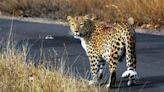Over three generations, leopard count drops 25%