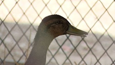 FOX5 visits Mirage's George the duck at new home