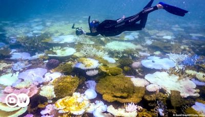 UNESCO says Great Barrier Reef under 'serious threat' – DW – 06/25/2024