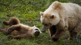 Feds will move grizzly bears into Washington’s North Cascades