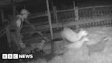 Watch: Moment goats are stolen by thieves