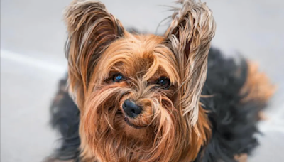 Los animales más divertidos en fotos: 16 finalistas de los premios Comedy Pet Photography Awards