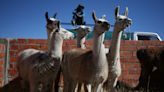 Capital boliviana de la especie de llama más grande hace mejora genética para exportación