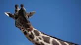 La jirafa Benito está sola y luchando en un pequeño zoológico mexicano, dicen activistas
