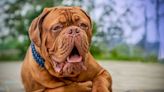 Gentle Giant French Mastiff Wakes Up To Treat With Such Grace