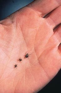 Wondering how to avoid ticks? Here's our guide to tick bite prevention and treatment