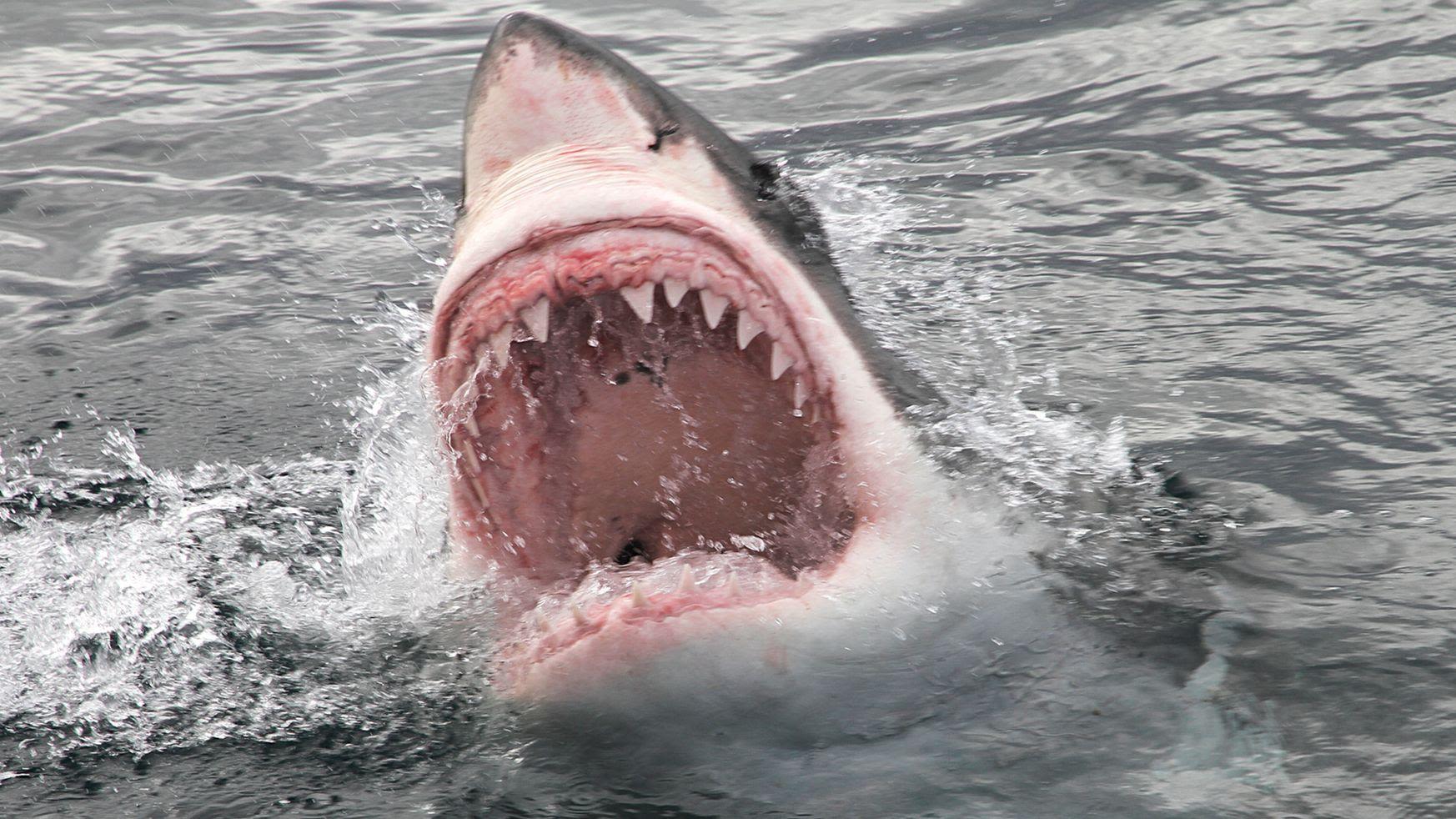 Something in the water? Why we love shark films