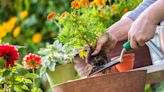 Plantas em casa: 6 erros para evitar ao cuidar do seu jardim