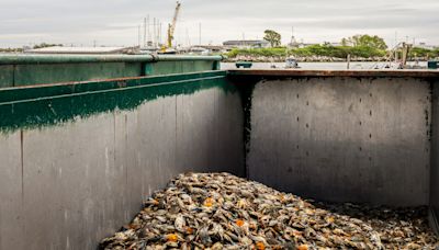 Blue crab invasion upends Italy’s culinary traditions and ecology