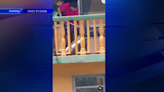 Miami-Dade County Animal Services investigating video showing man abusing dog with mop stick - WSVN 7News | Miami News, Weather, Sports | Fort Lauderdale