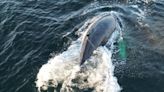 Crews rescue humpback whale entangled off B.C. coast | Globalnews.ca