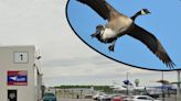 NJ airport says safety is key, as group protests geese killing