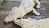 White alligators in Florida: What makes albino gators different from rare leucistic reptiles