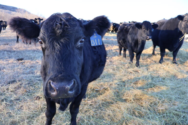 North Dakota group may purchase 'Ponzi scheme' cattle company Agridime