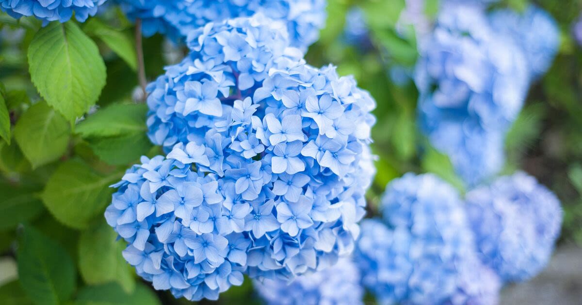 Hydrangeas and roses bloom bigger and healthier in 2 weeks with 1 kitchen scrap