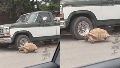 ¡Increíble! Captan tortuga gigante caminando por las calles de San Ysidro