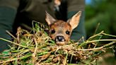 Dans la campagne belge, mission matinale pour "sauver Bambi"