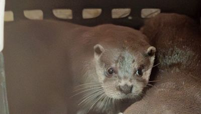 木柵動物園 歐亞水獺兄弟萌亮相