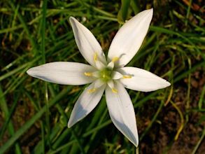 Ornithogalum umbellatum