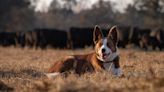 Your Best Friend Can Be National Farm Dog of the Year