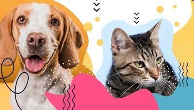 Jornada de adopción: más de 30 perros y gatos rescatados en Bogotá están buscando un nuevo hogar