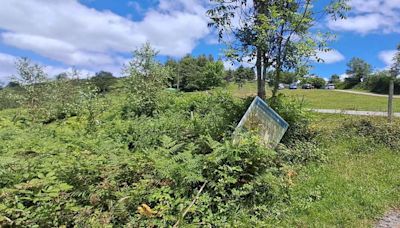 La maleza convierte en 'una selva' la finca que Thyssen reforestó con mil arboles en Mieres