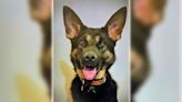 Gun-detecting K-9 starts new job patrolling Carolina Place Mall shopping center