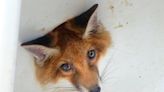 Look: Stuck fox cub rescued from drain hole of discarded sink