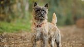 Dogs Shed Actual Tears of Joy When Reunited with Their Owners, Study Finds