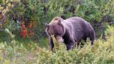 72-Year-Old Montana Man Shoots Grizzly That Attacked Him While He Was Picking Berries