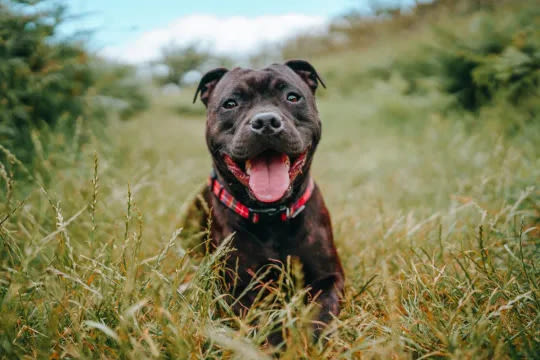 Pros and Cons of a Staffordshire Bull Terrier