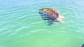 SCSO employee saves sea turtle