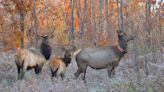 Smith: As Wisconsin's elk herds continue to grow, more hunting is on the horizon