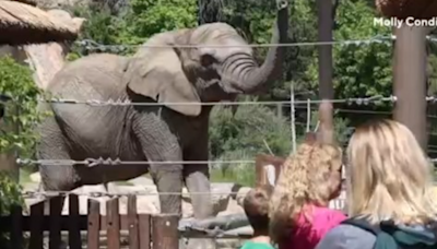 Lawsuit claiming wrongful imprisonment of elephants at Colorado zoo heading to state supreme court