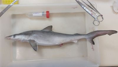 Sharks in Brazil test positive for cocaine, say scientists