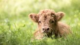 Adorable Fluffy Baby Calf Is Making People Want to Get a Pet Cow