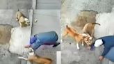 Perros atacan a adulto mayor en Tacna: Le mordieron el rostro y le arrancaron parte de la oreja